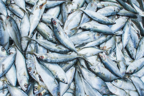 fish for background, Fresh Chub or Mackerel Sea Fish. © Quality Stock Arts