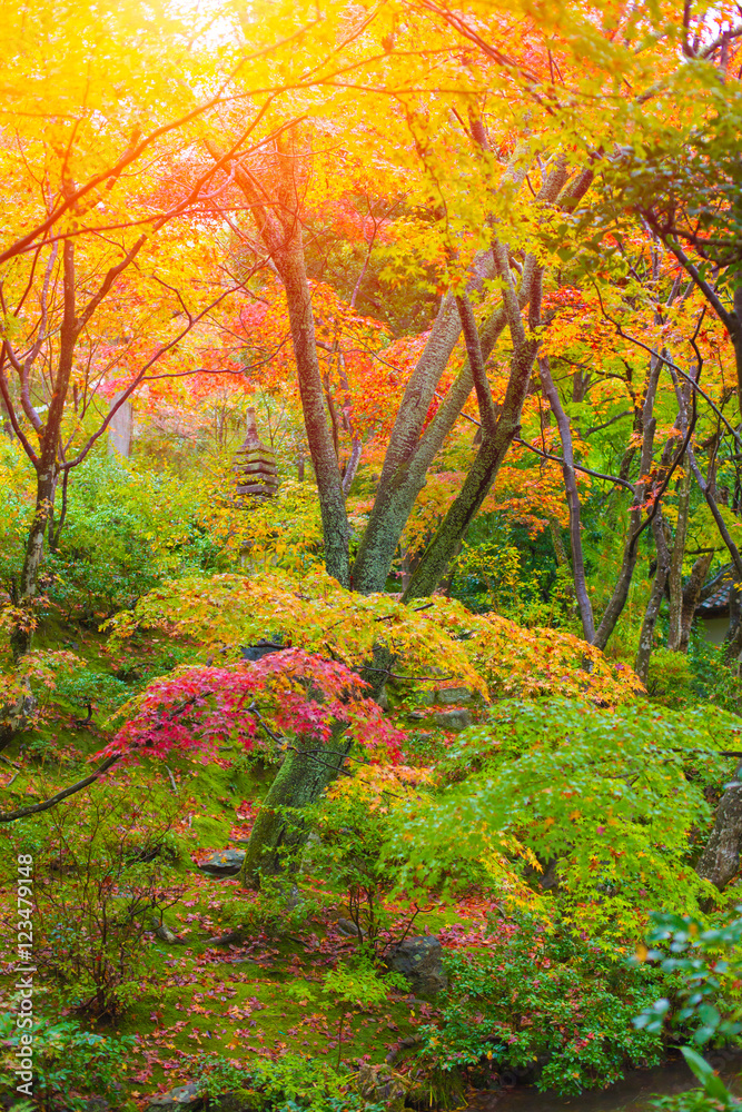 colorful maple forest in Japan.