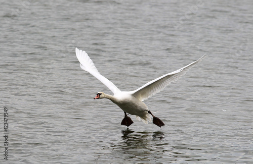Swan is taking off from water. Swan running on water.River Danube in Zemun,Belgrade Serbia.