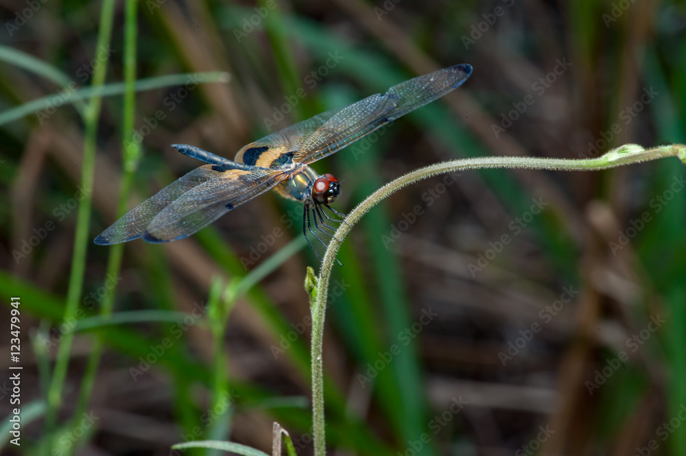 Male yellow-striped flutterer (Rhyothemis phyllis) on a twig Male yellow-striped flutterer (Rhyothemis phyllis) on a twig