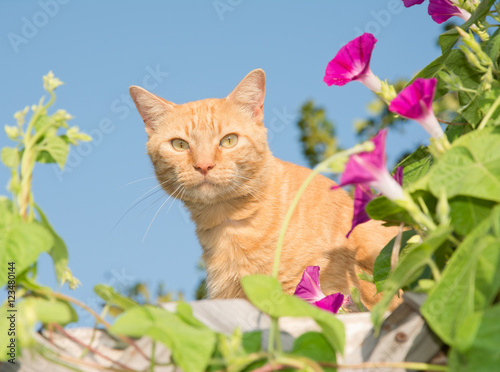 Obraz na plátně Handsome orange tabby cat peeking out from middle of flowers on top of a high tr