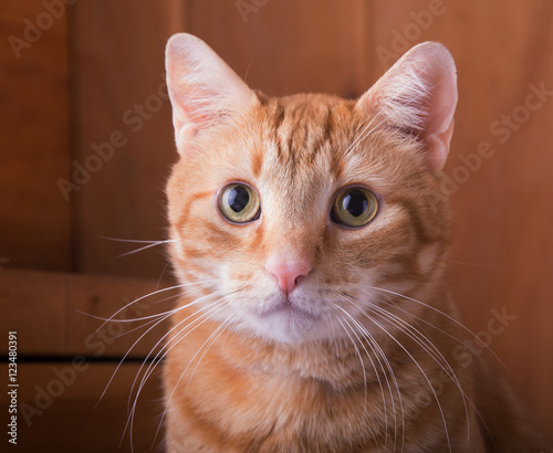 Fotografie Closeup of a red tabby cat with a rustic wooden background