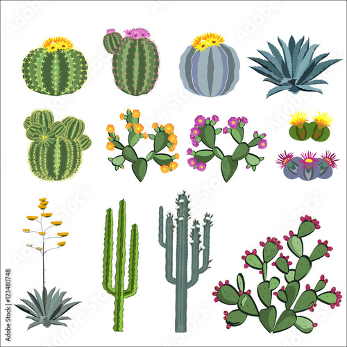 Cactus and succulent vector set.