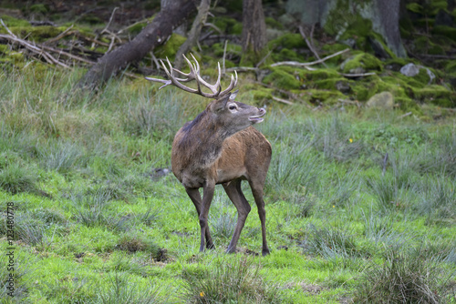 WILD LIFE - Hirschbrunft im Bay.Wald