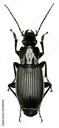 Black Ground Beetle on white Background  -  Pterostichus (Platysma) niger (Schaller, 1783) photo