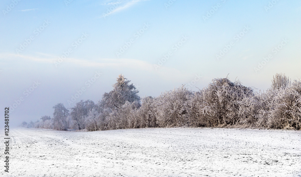 white icy trees in snow covered landscape white icy trees in snow covered landscape