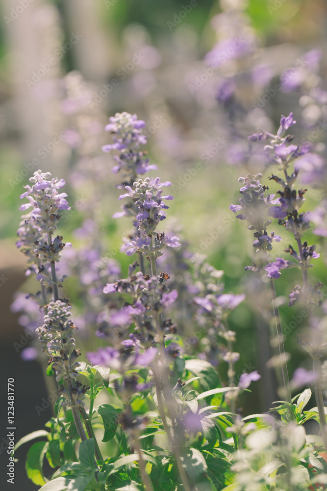 Lavender flower shallow focus blur background.
