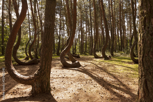 Crooked Forest in Nowe Czaernowo , Poland
