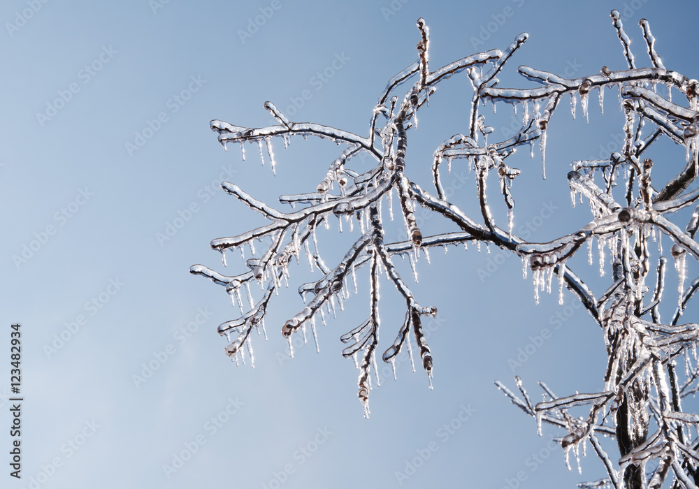Tree covered in thick, glittering ice after an ice storm, with sun starting to melt the icicles Tree covered in thick, glittering ice after an ice storm, with sun starting to melt the icicles