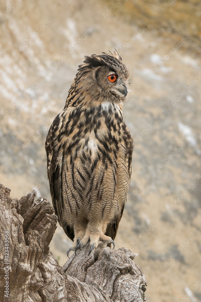 Hibou grand-duc