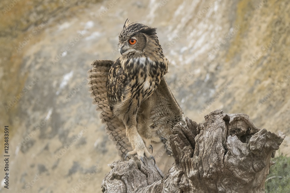 Hibou grand-duc