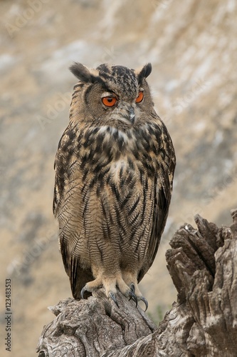 Obraz na płótnie Hibou grand-duc w salonie