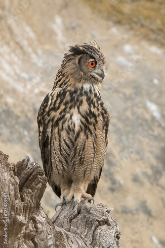Obraz na płótnie Hibou grand-duc w salonie