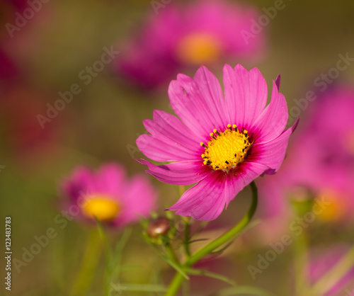 Beautiful pink Cosmos flower in garden © pimmimemom