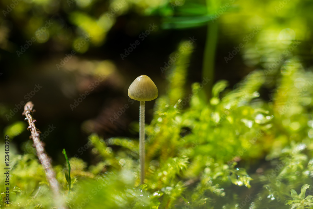 Little Mushroom Little Mushroom