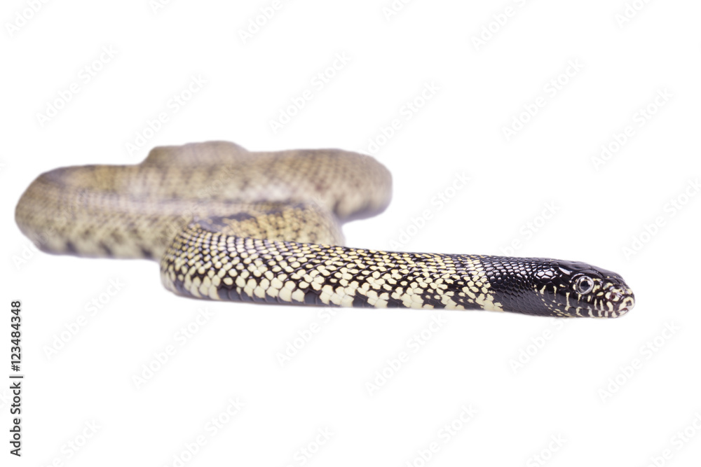 Naklejka premium Snake Lampropeltis getula splendida Isolated