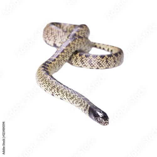 Snake Lampropeltis getula splendida Isolated photo