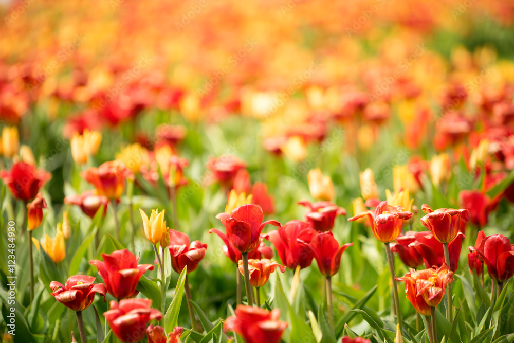 Fototapeta premium Tulip Garden