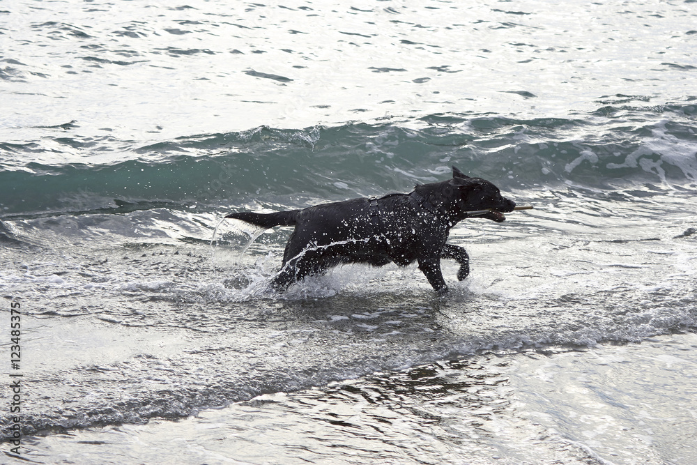 black dog play with water on the beach black dog play with water on the beach