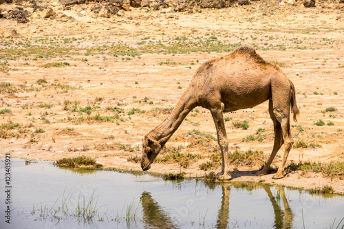 Camels of Oman  Salalah  Dhofar