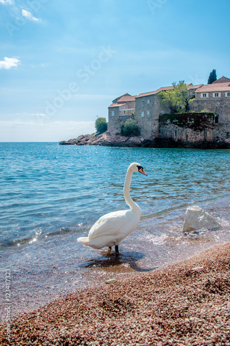 A lone swan standing at the water's edge on the beach