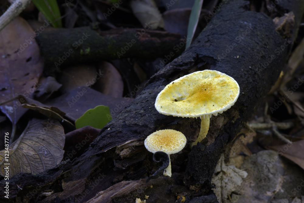 Yellow fungus in the dark of the forest