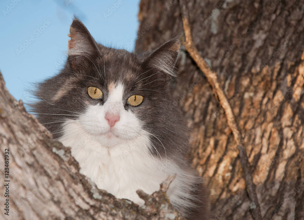 Blue, cream and white diluted calico cat up in a tree, looking at the viewer Blue, cream and white diluted calico cat up in a tree, looking at the viewer