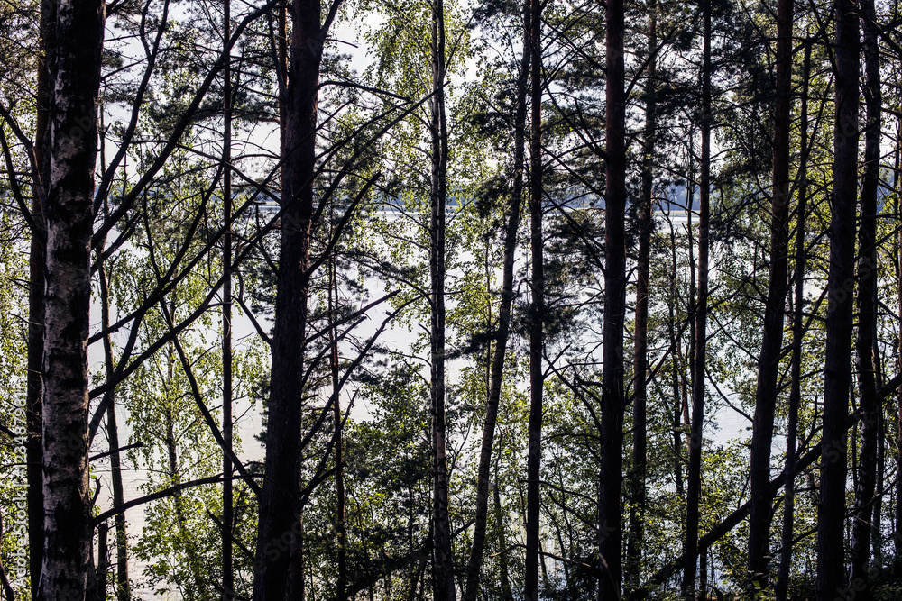 trunk of old fir trees in the dense dark primeval forest trunk of old fir trees in the dense dark primeval forest