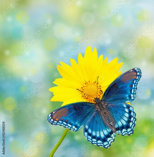 Red-spotted Purple Admiral on yellow Coreopsis flower, against dreamy blue and green bokeh background