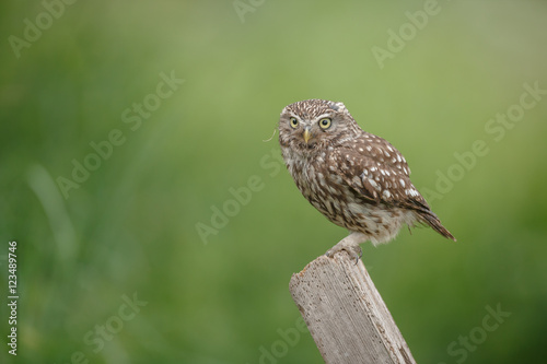 Little owl on a green meadow backgorund