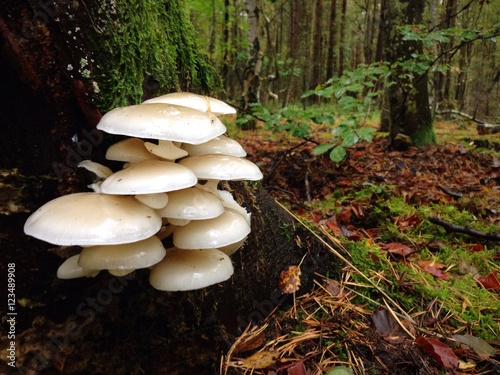 weißer Pilz (Seitling?) im Herbst im Wald