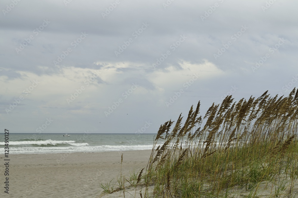 Εκτύπωση καμβά Tall sea oats on the sand dunes at the beach.