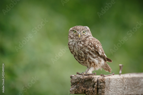Cute little owl perched on a fence