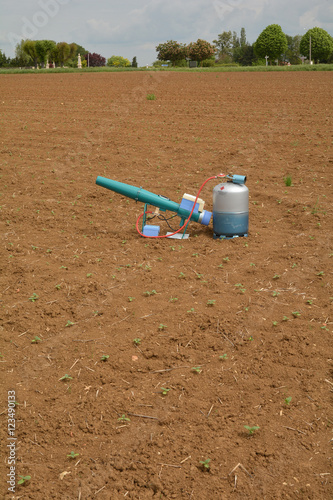 Effaroucheur sonore sur tournesol 
