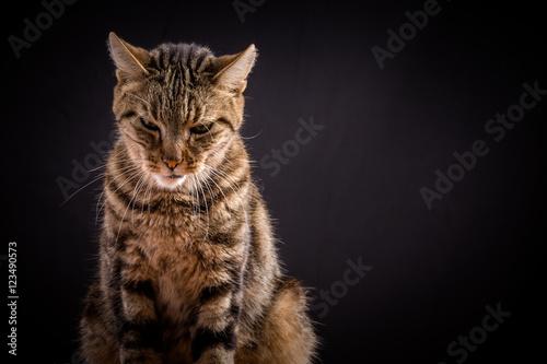 un chat tigré sur fond noir , avec une expression de mauvaise humeur et de colère photo