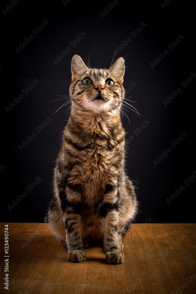 Photo Stock Un Chat Tigre Assis Sur Son Arriere Train Sur Fond Noir Adobe Stock