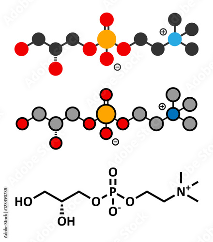 Alpha-GPC (L-Alpha glycerylphosphorylcholine, choline alfoscerate) molecule. Stylized 2D renderings and conventional skeletal formula.