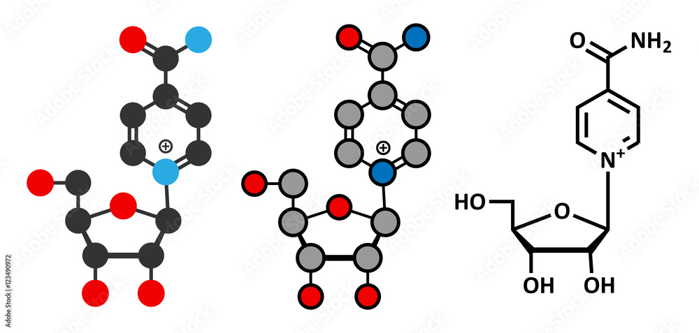 Nicotinamide riboside (NR) molecule. Stylized 2D renderings and conventional skeletal formula. Precursor of nicotinamide adenine dinucleotide (NAD).