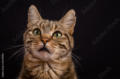 portrait d'un chat tigré regard vers le haut, sur fond noir