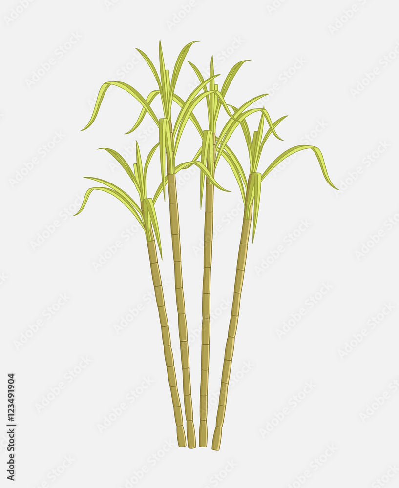 Obraz premium Sugarcane Farming