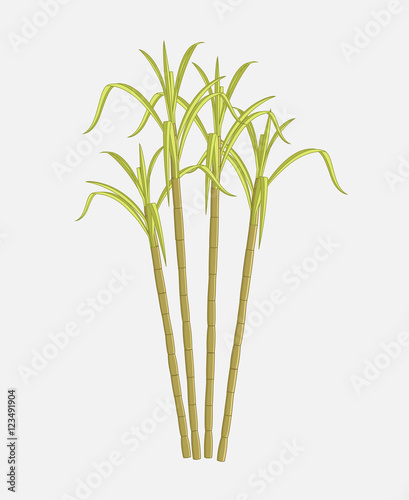 Sugarcane Farming