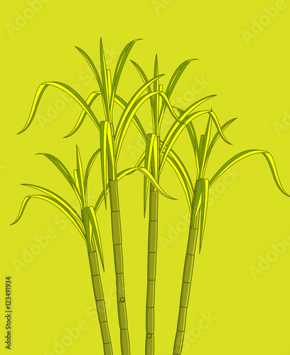Growing Sugarcane Plant Vector