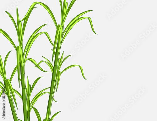 Bamboo Plant Background