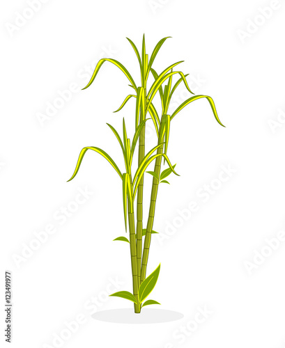 Green Sugarcane Plant