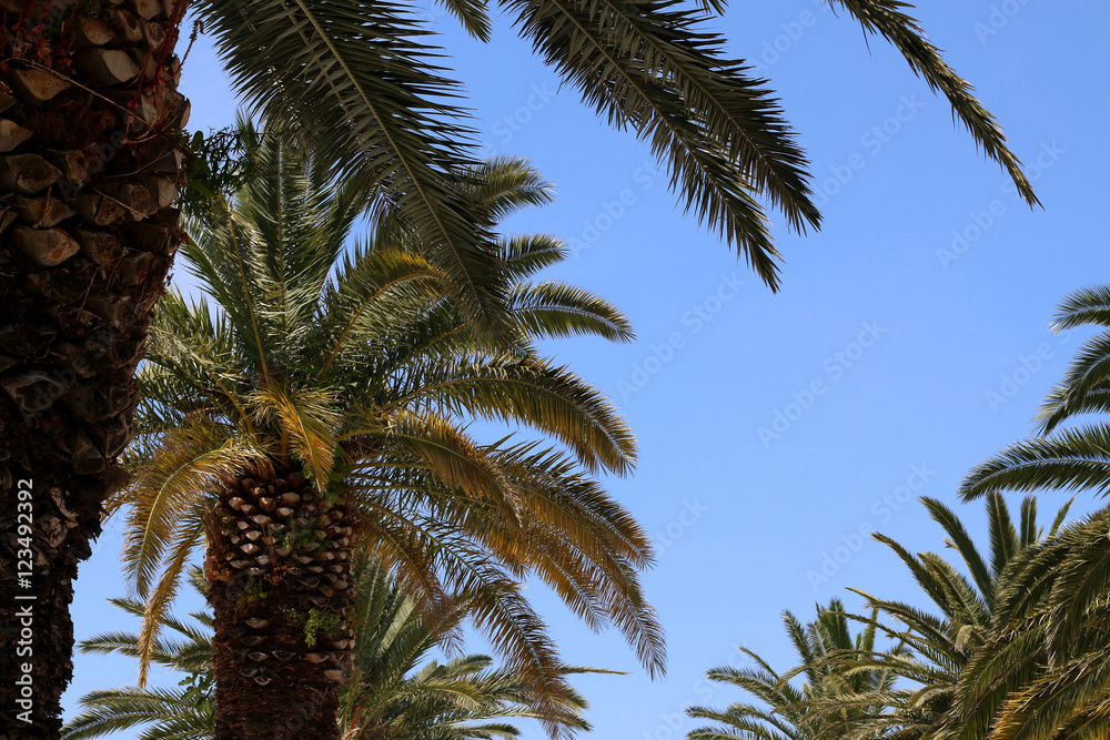Big beautiful palm trees and bright blue sky. 