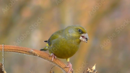 male greenfinch over a small branch eating sunflower seeds
