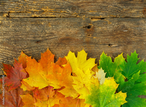 Red  yellow and green maple leaves on old wooden background