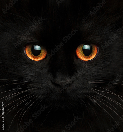 Close up of black cat with orange eyes