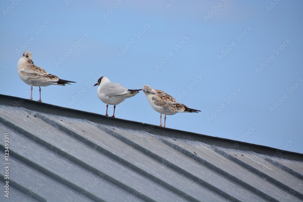 Obraz premium Seagull