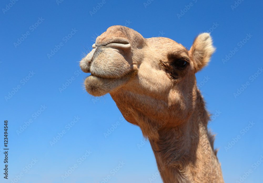 Obraz premium camels in the desert
